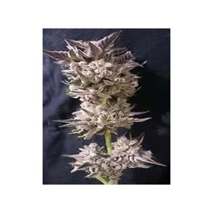 Petro OG de The Kush Brothers semillas marihuana