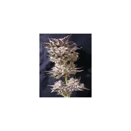 Petro OG de The Kush Brothers semillas marihuana