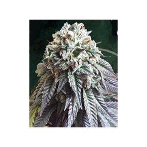 The Dark Side de The Kush Brothers semillas marihuana