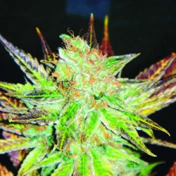 Prozack de Medical Seeds semillas marihuana