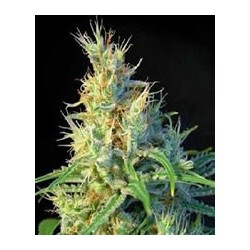 semilla de marihuana feminizada Psicodelicia de Sweet Seeds