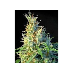 semilla de marihuana feminizada Psicodelicia de Sweet Seeds