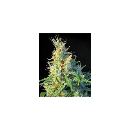 semilla de marihuana feminizada Psicodelicia de Sweet Seeds