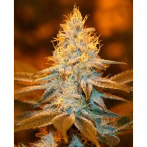 Strawberry Glue de TH Seeds semillas marihuana