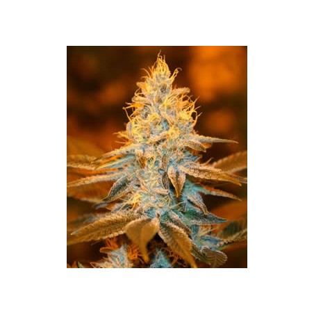 Strawberry Glue de TH Seeds semillas marihuana