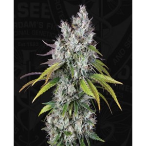 Under Dawg de TH Seeds semillas marihuana