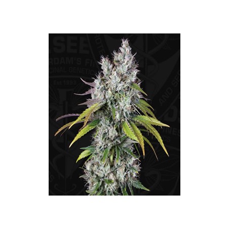 Under Dawg de TH Seeds semillas marihuana