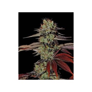 King´s Kush auto de Green House semillas marihuana