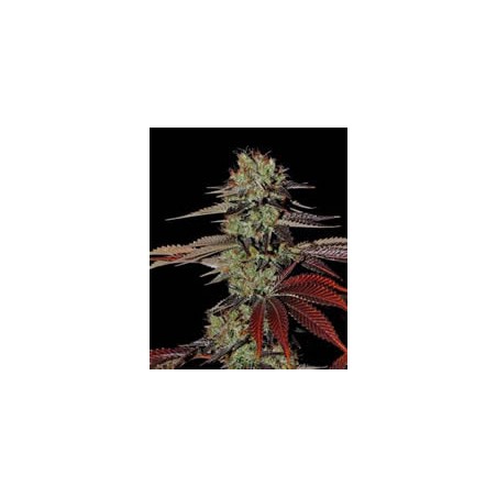 King´s Kush auto de Green House semillas marihuana