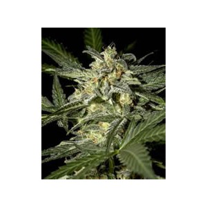 semillas marihuana White Widow auto de Green House