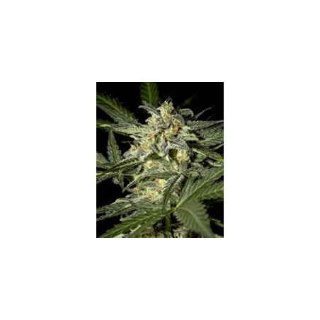 semillas marihuana White Widow auto de Green House