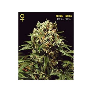 Kalashnikova de Green House semillas marihuana