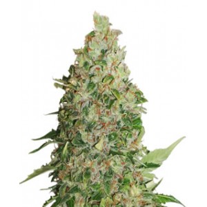 BCN Critical XXL de Seed Stockers