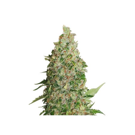 BCN Critical XXL de Seed Stockers