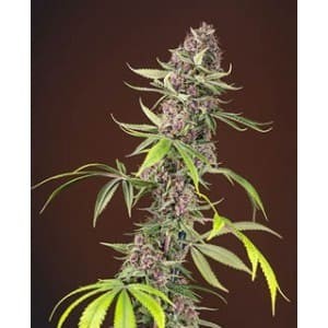 Red Mandarine F1 de Sweet Seeds semillas marihuana