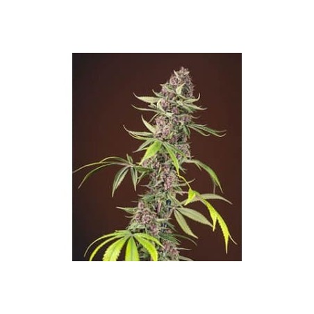 Red Mandarine F1 de Sweet Seeds semillas marihuana