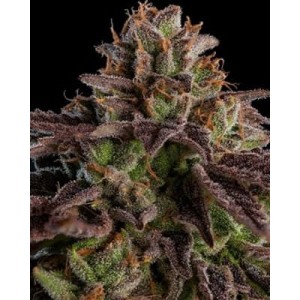 semillas marihuana Kmintz de Ripper Seeds