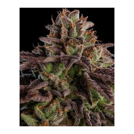 semillas marihuana Kmintz de Ripper Seeds