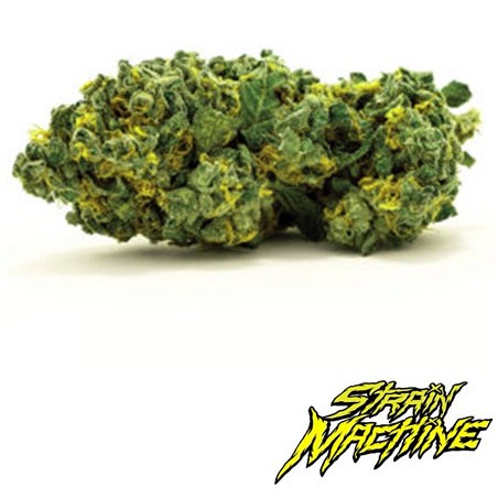 auto Gren Finger Strain Machine semillas marihuana