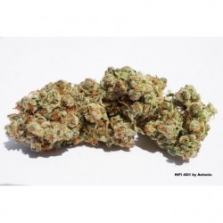 HiFi 4G Dutch Passion semillas marihuana