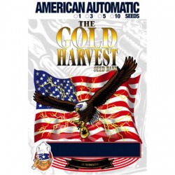 Auto Gelato de Gold Harvest semillas cannabis