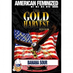 Banana Sour de Gold Harvest cepas marihuana