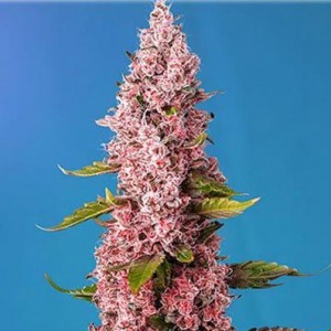 Semillas cannabis Red Hot Cookies de Sweet Seeds