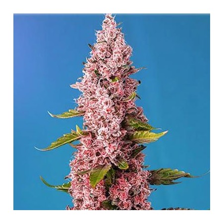 Semillas cannabis Red Hot Cookies de Sweet Seeds