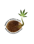 Semillas Marihuana Emerald Triangle Seeds - Knb.cl