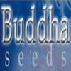 Banco semillas cannabis Buddha Seeds