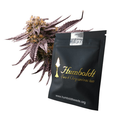 Pack semillas marihuana banco Humboldt Seeds
