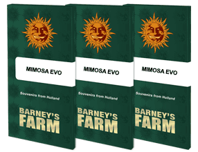 Pack Mimosa Eva