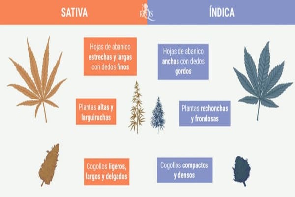 Diferencia marihuana Indica y Sativa
