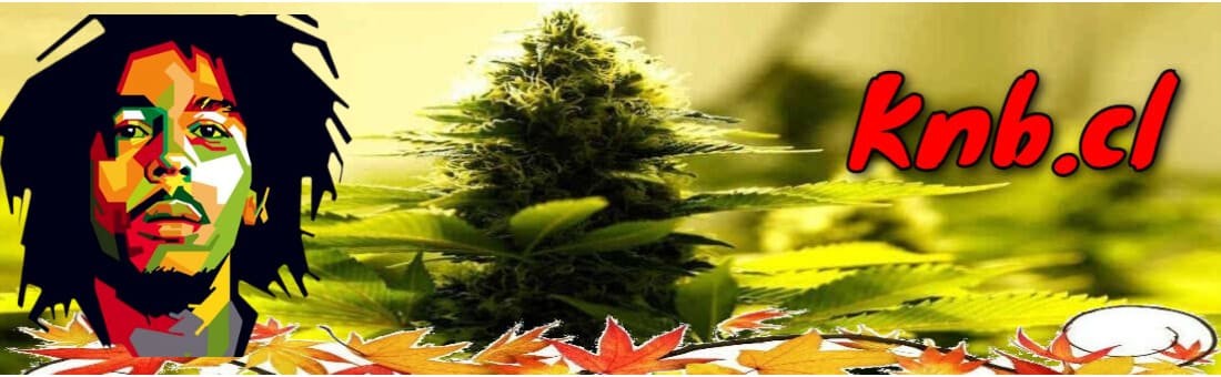 Las mejores semillas de cannabis autoflorecientes, feminizadas y medicinales
